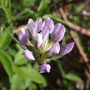 Bituminaria bituminosa