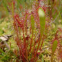 Droséra à feuilles longues (Drosera longifolia)