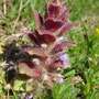 Ajuga pyramidalis