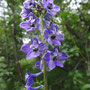 Delphinium glaucum (Larkspur)