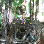 Araignée Nephila