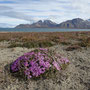Isfjorden