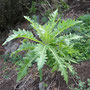 Sonchus acaulis