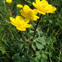 Trollius dschungaricus