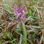  Pedicularis kanei (Woolly Lousewort)