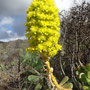 Aeonium arboreum