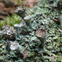 Cladonia chlorophaea