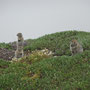 Spermophiles de l'Arctique