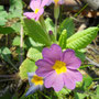 Primevère acaule (Primula vulgaris)