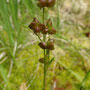 Scheuchzerie des marais (Scheuchzeria palustris)