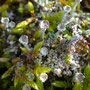 Cladonia pyxidata sp. pocillum