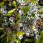 Cladonia pyxidata sp. pocillum