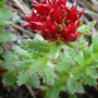 Sedum rosea (Rosewort)