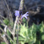 Lavandula canariensis