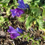 Echium plantagineum