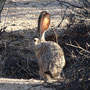 Lièvre de Californie (Lepus californicus)