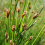 Trichophore cespiteux (Trichophorum cespitosum)