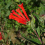 Bouvardia ternifolia (subendémique)