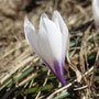 Crocus vernus