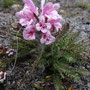 Pedicularis dasyantha