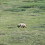 Grizzly