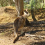 Wallaby de Bennett