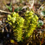 Huperzia arctica
