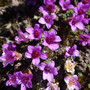 Saxifraga oppositifolia