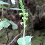 Gennaria diphylla