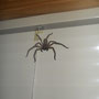 Delena (huntsman spider)