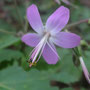 Geranium reuteri