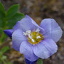 Polemonium boreale