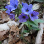 Pulmonaire sombre (Pulmonaria obscura)