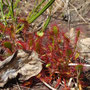 Droséra intermédiaire (Drosera intermedia)