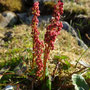 Oxyria digyna