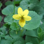 Viola biflora