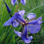 Iris setosa (Wild iris)