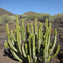 Euphorbia canariensis