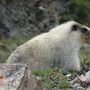 Marmotte des Rocheuses