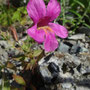 Fleur Singe de Lewis (Mimulus lewisii)
