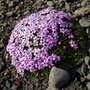 Silene acaulis