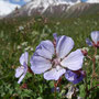 Geranium saxatile