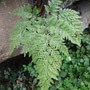 Davallia canariensis