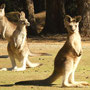 Kangourous