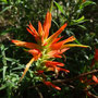 Castilleja tenuiflora (endémique)