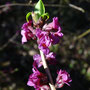 Jolibois (Daphne mezereum)