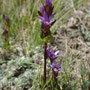 Gentianella turkestanorum