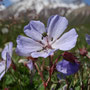 Geranium saxatile