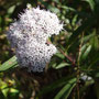 Stevia salicifolia (subendémique)