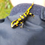 Salamandre tachetée